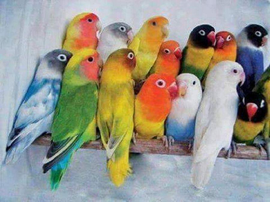 Most Colourful Birds in the World