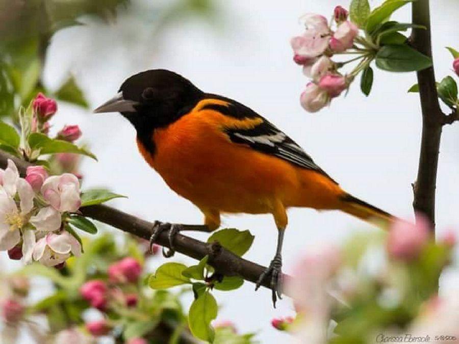 Most Colourful Birds in the World