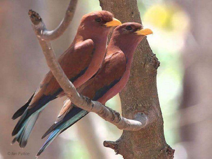 Most Colourful Birds in the World