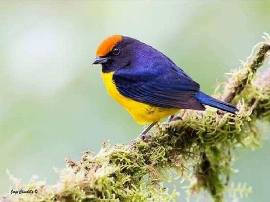 Most Colourful Birds in the World