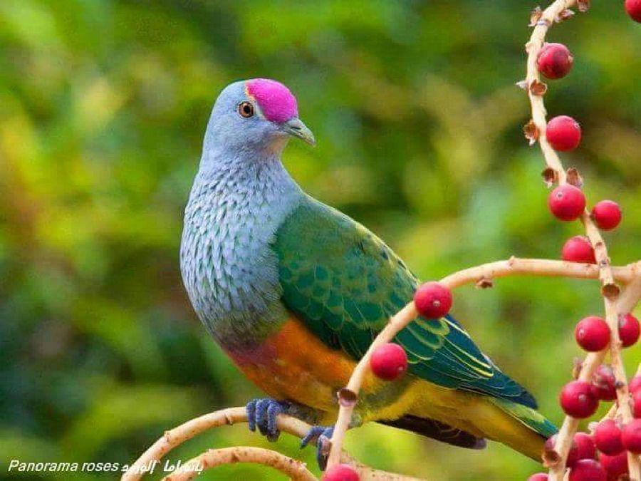 Most Colourful Birds in the World