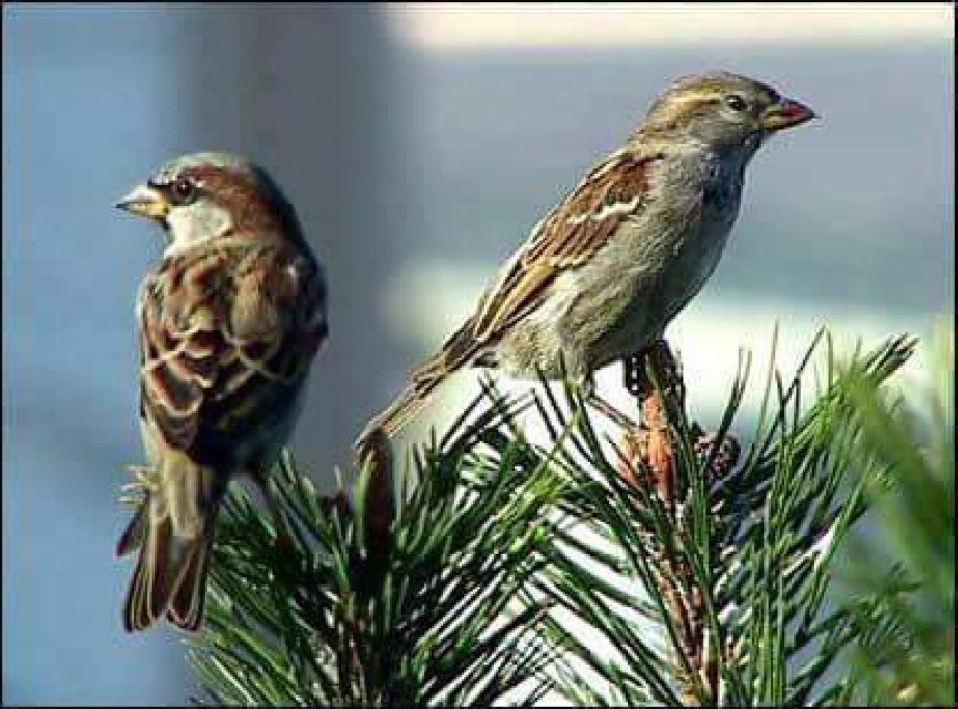 Most Colourful Birds in the World