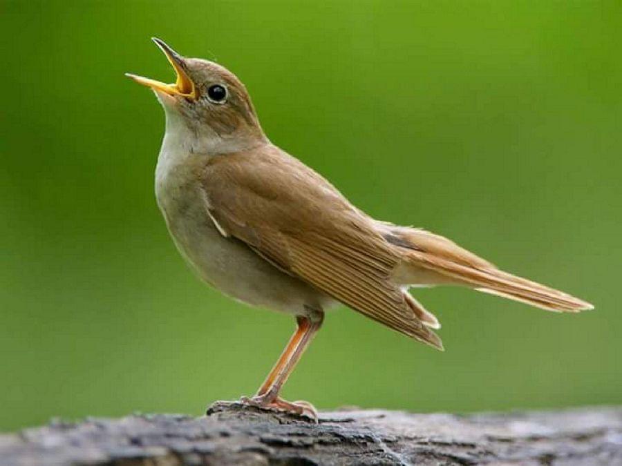Most Colourful Birds in the World