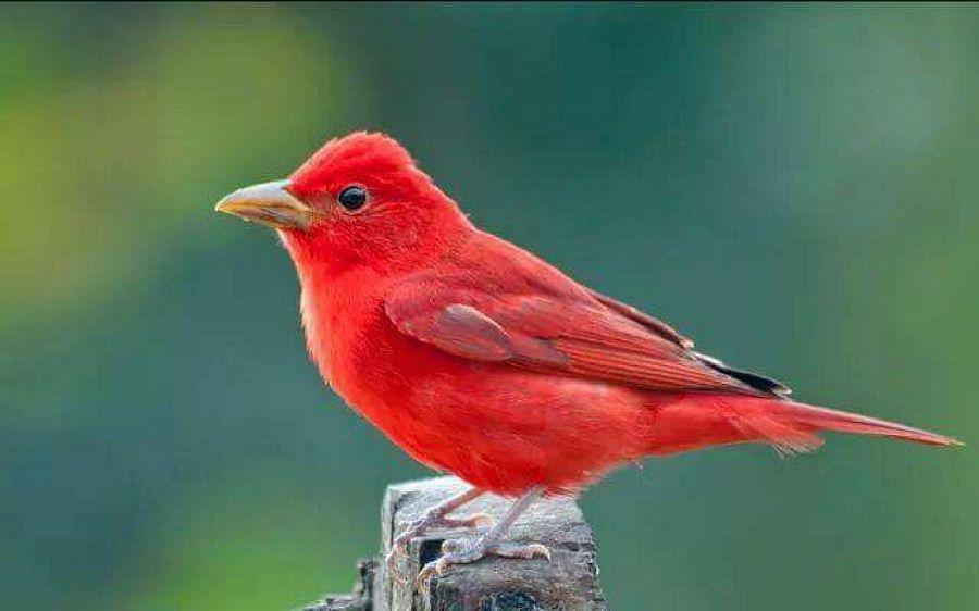 Most Colourful Birds in the World