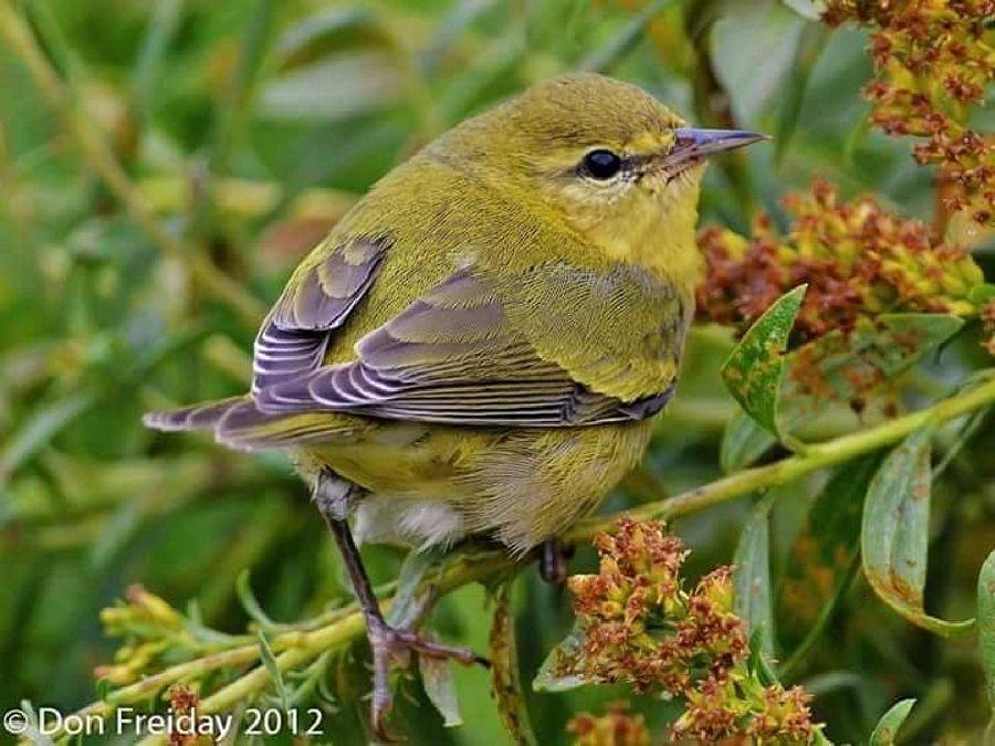 Most Colourful Birds in the World