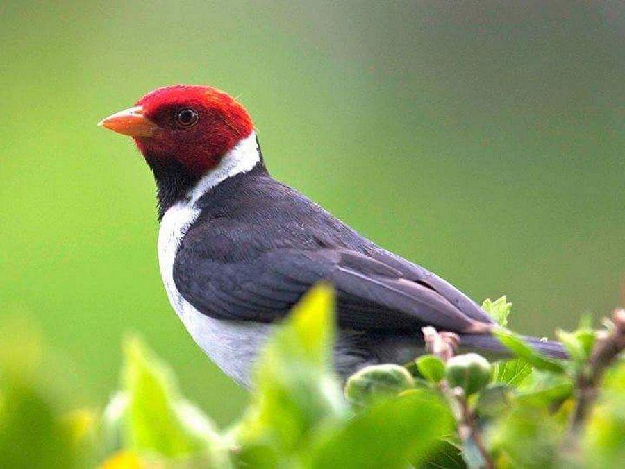 Most Colourful Birds in the World