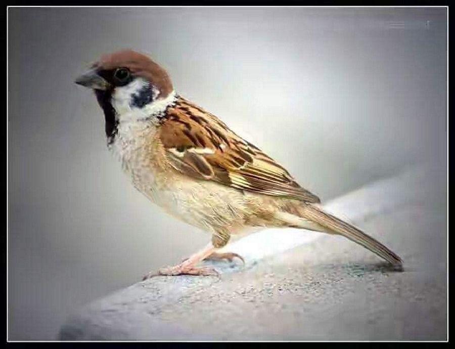 Most Colourful Birds in the World