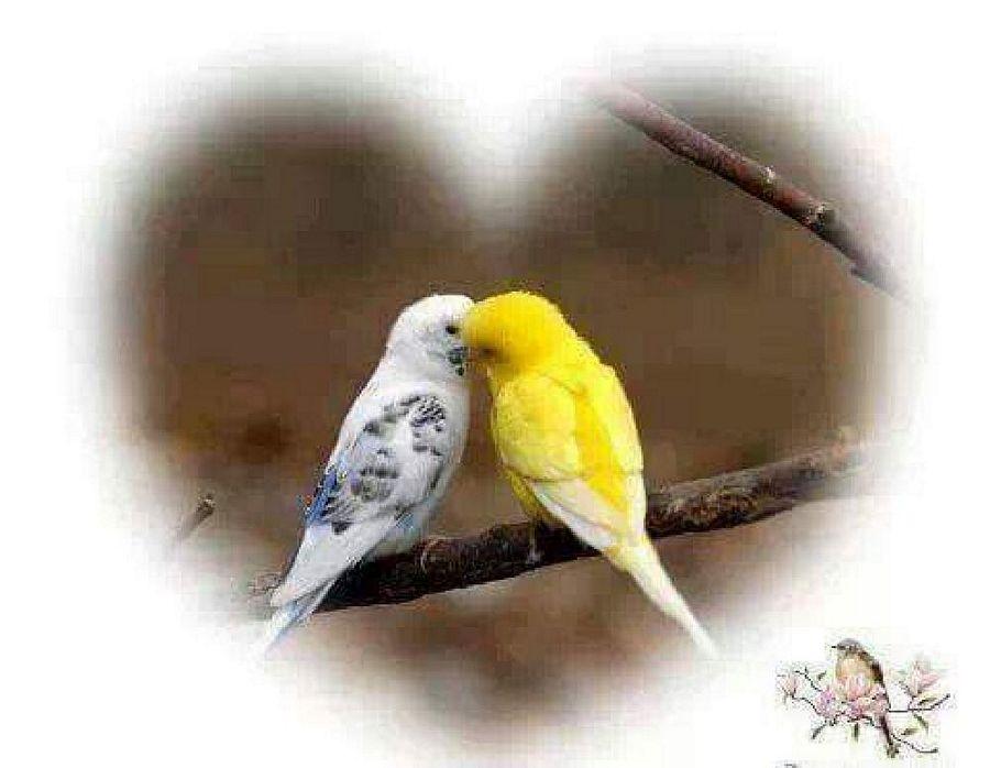 Most Colourful Birds in the World