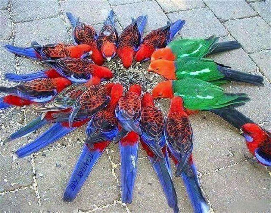 Most Colourful Birds in the World