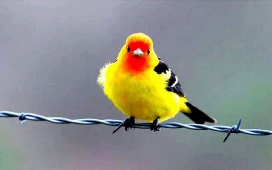 Most Colourful Birds in the World