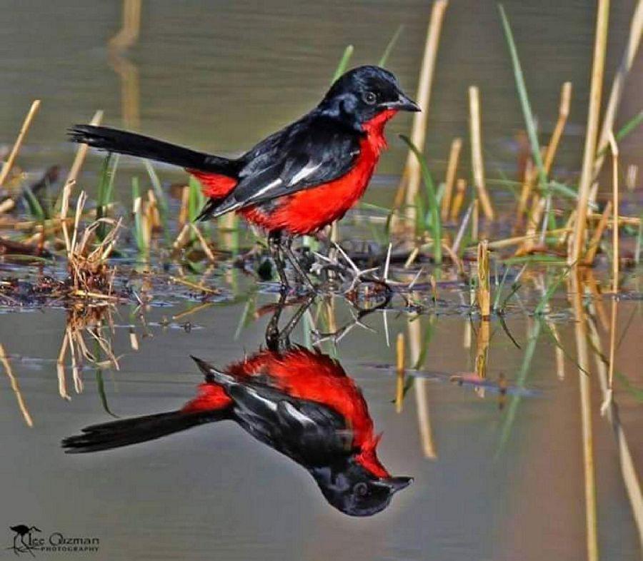 Most Colourful Birds in the World