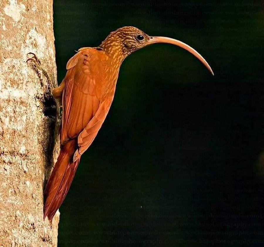 Most Colourful Birds in the World
