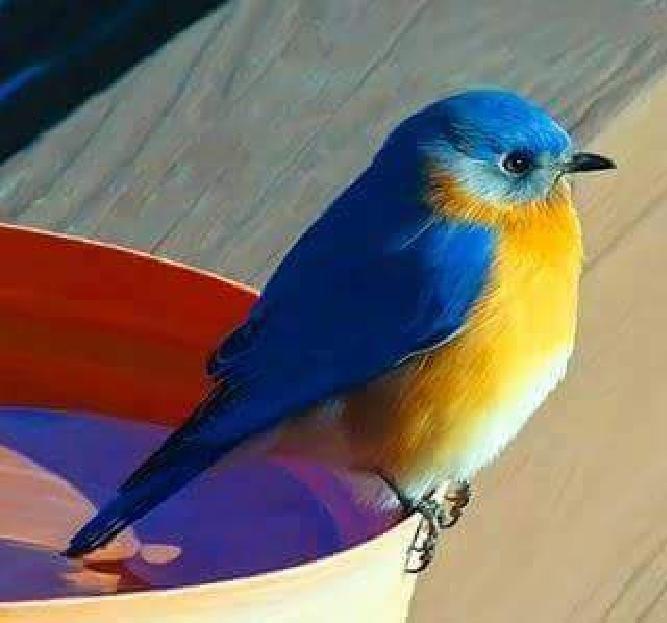 Most Colourful Birds in the World