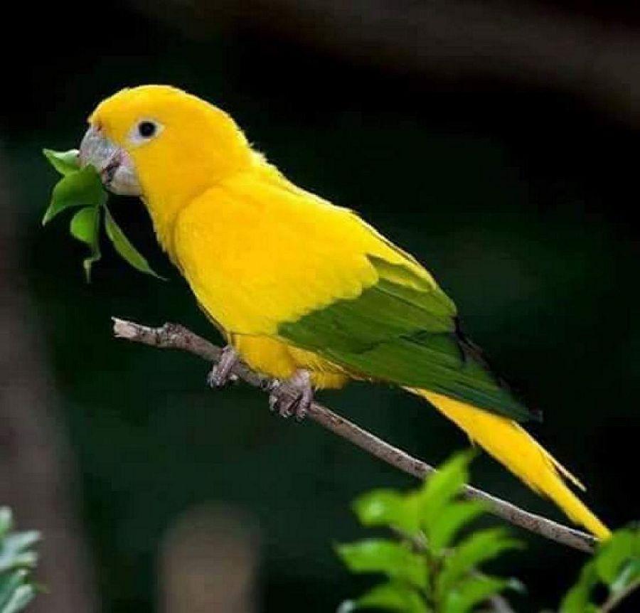 Most Colourful Birds in the World