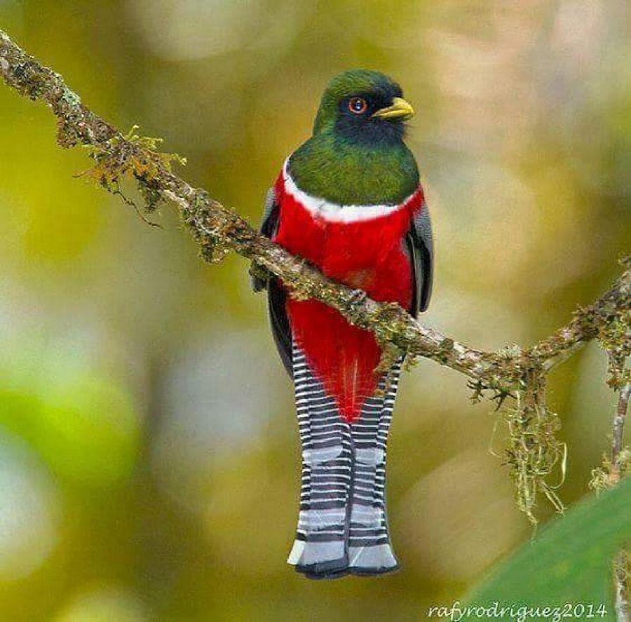 Most Colourful Birds in the World