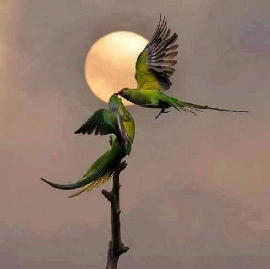 Most Colourful Birds in the World