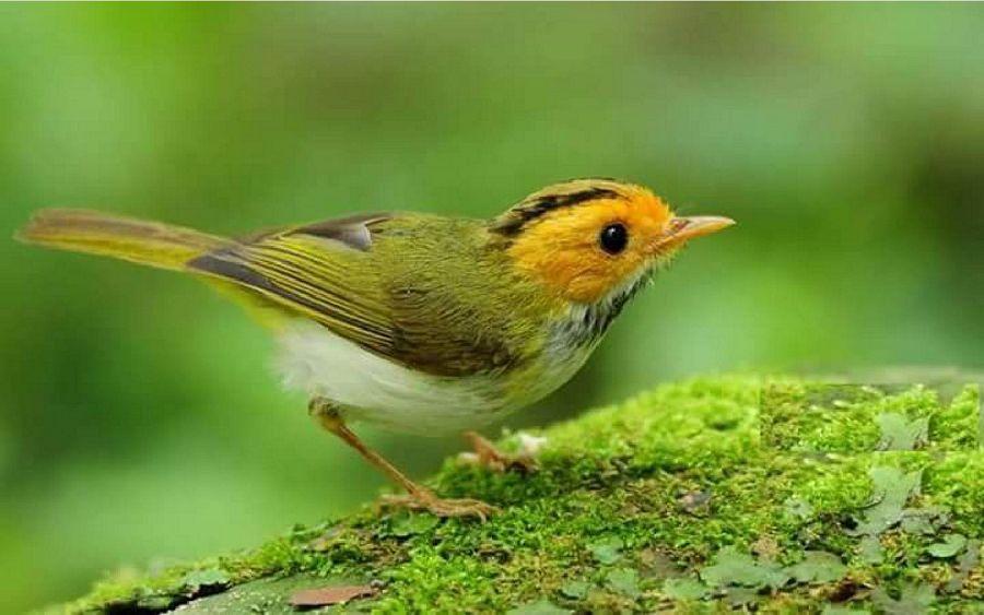 Most Colourful Birds in the World