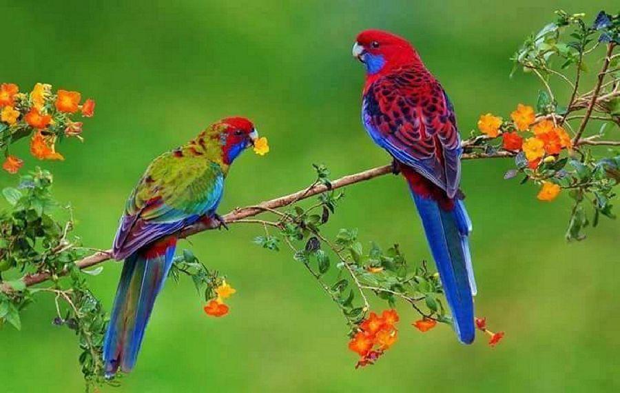 Most Colourful Birds in the World