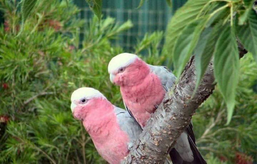 Most Colourful Birds in the World
