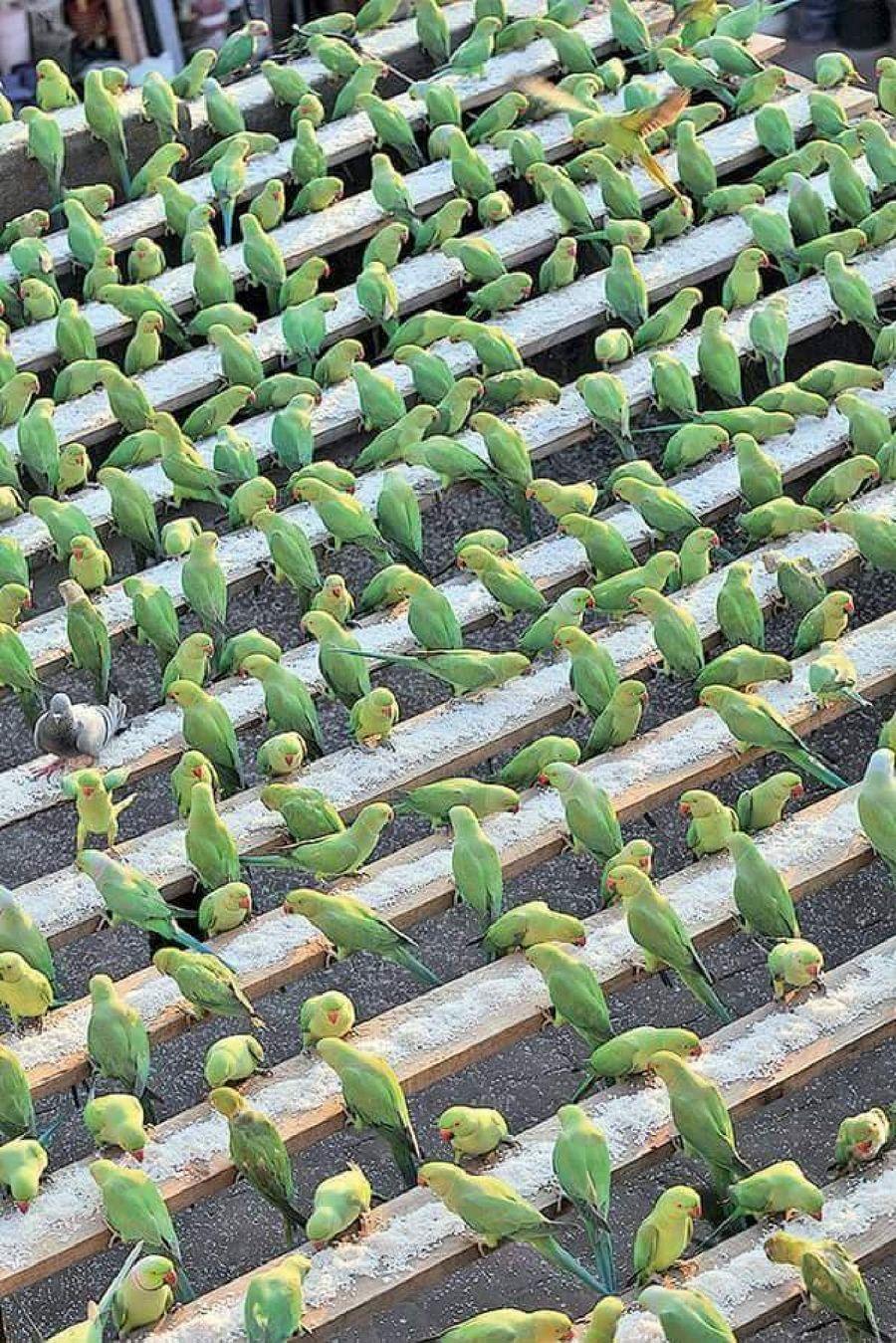 Most Colourful Birds in the World