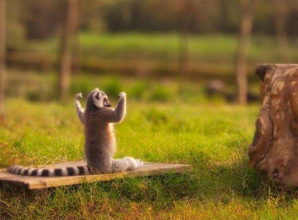 Photos Of Animals That Do Yoga Better Than You