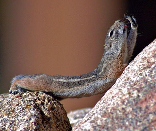 Photos Of Animals That Do Yoga Better Than You