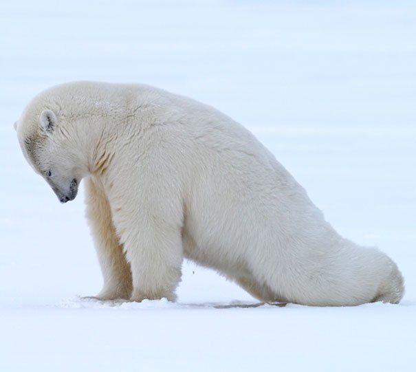 Photos Of Animals That Do Yoga Better Than You