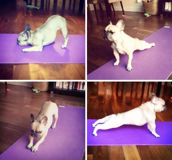 Photos Of Animals That Do Yoga Better Than You