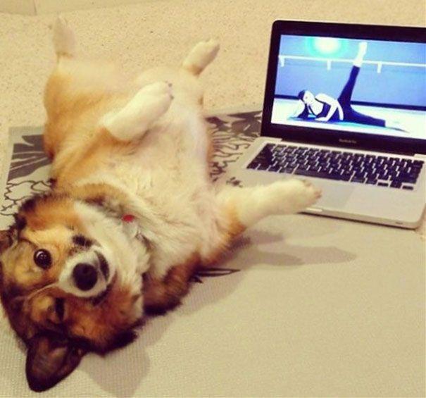 Photos Of Animals That Do Yoga Better Than You