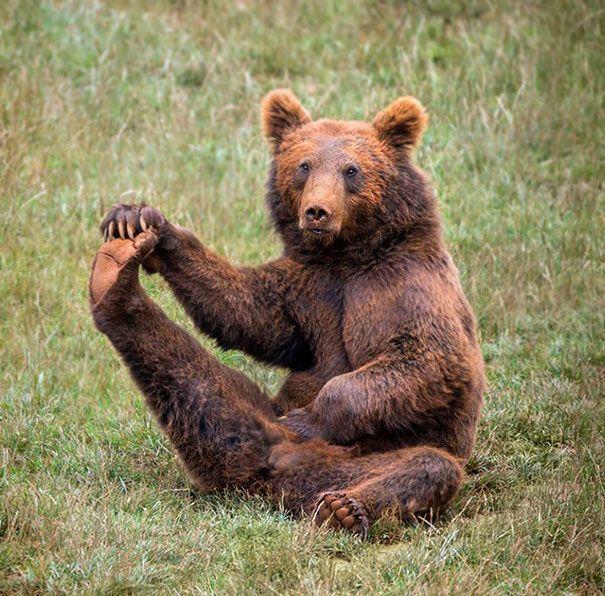 Photos Of Animals That Do Yoga Better Than You