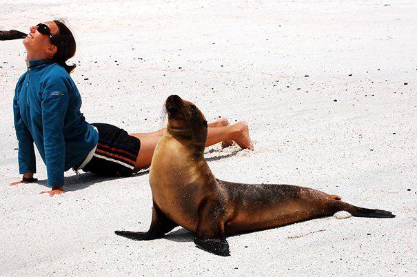 Photos Of Animals That Do Yoga Better Than You