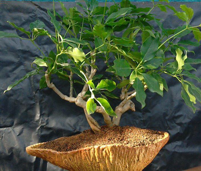 Rare and Unseened Bonsai trees