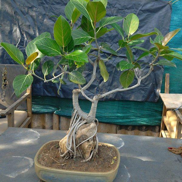 Rare and Unseened Bonsai trees