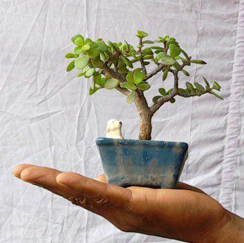 Rare and Unseened Bonsai trees