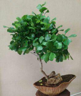 Rare and Unseened Bonsai trees