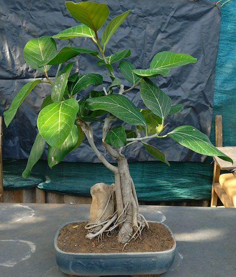 Rare and Unseened Bonsai trees