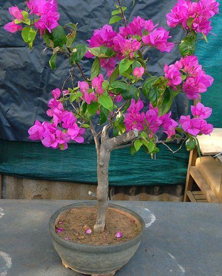 Rare and Unseened Bonsai trees