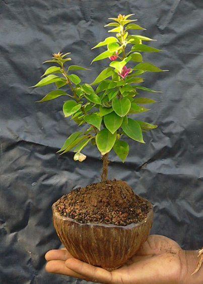 Rare and Unseened Bonsai trees