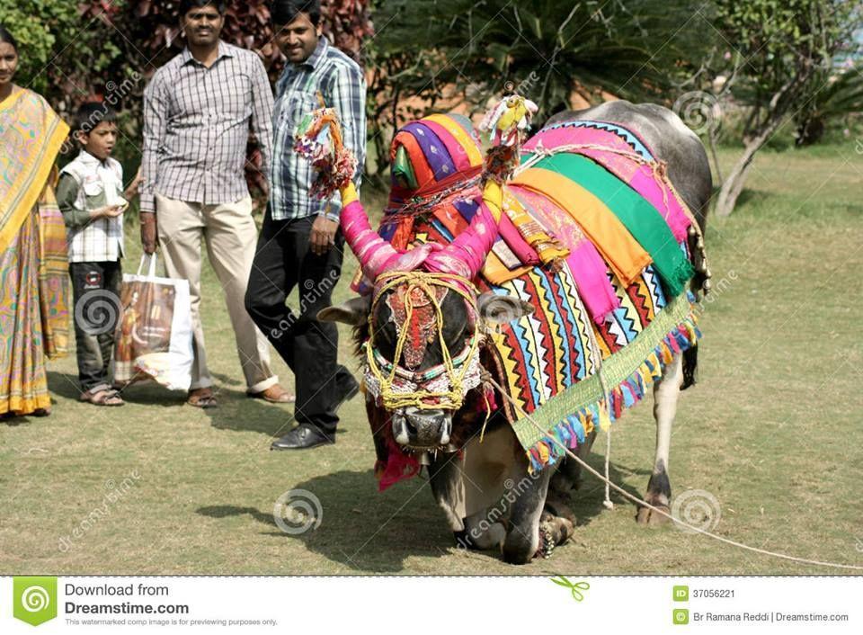 Rare images of sankranti taditional photos