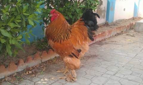 Rare Photos of Kocks