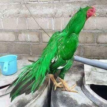 Rare Photos of Kocks