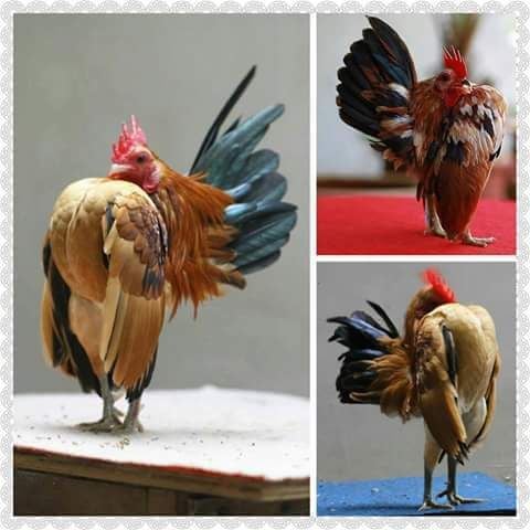 Rare Photos of Kocks