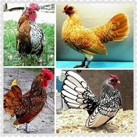 Rare Photos of Kocks