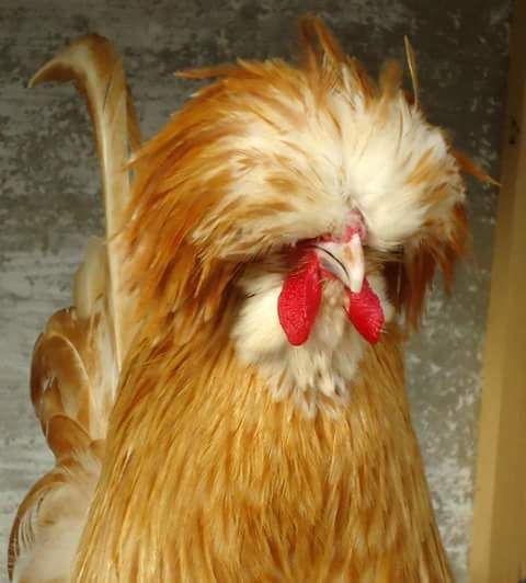 Rare Photos of Kocks