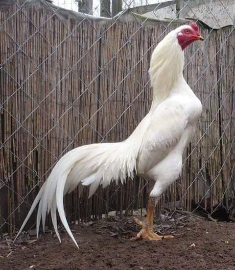 Rare Photos of Kocks