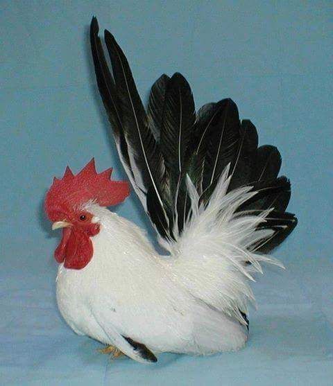 Rare Photos of Kocks