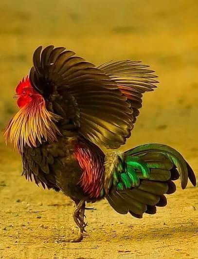 Rare Photos of Kocks