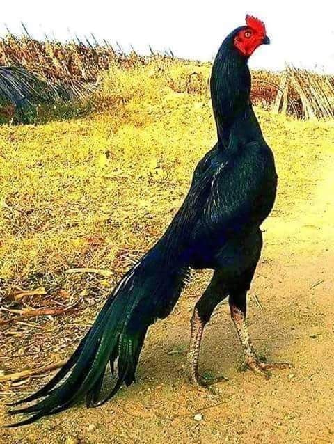 Rare Photos of Kocks