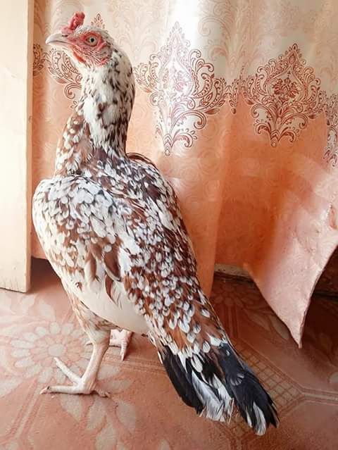 Rare Photos of Kocks