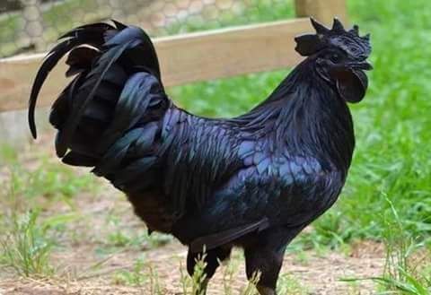 Rare Photos of Kocks